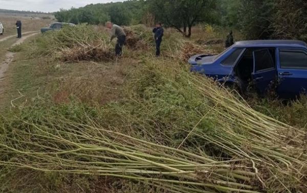 На Днепропетровщине полицейские обнаружили огромную плантацию конопли